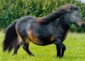 Balmedie Prince Charlie